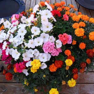 Meet your Posher, Brenda